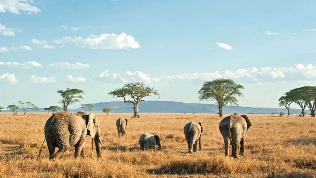 Elephants at Arusha National Park in Tanzania: Safe Luxury Spots for a Solo Traveler in East Africa