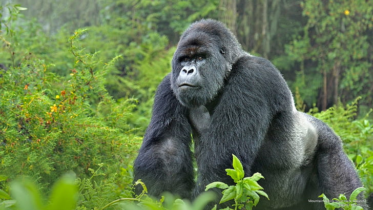 Gorilla Trekking in Uganda: Safe Luxury Spots for a Solo Traveler in East Africa